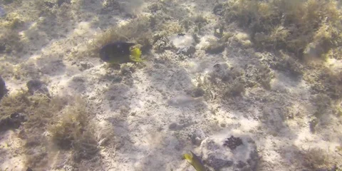 Fish swimming in the ocean Stock Footage 104067823