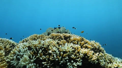 Fish swimming over mound of bleaching Acropora finger corals in sunlit shallows. Video stock 290791982