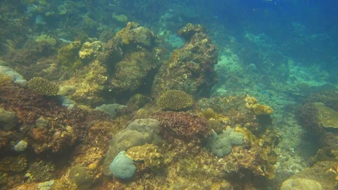 Fish swimming over the reef Stock Footage 99842221