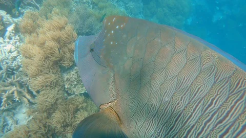 Fish swimming over the reef Stock Footage 100227011
