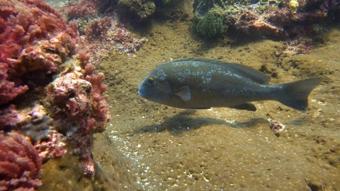 Fish swimming over the reef Stock Footage 100228822