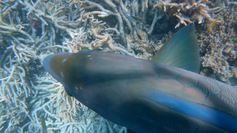 Fish swimming over the reef Stock Footage 100229822