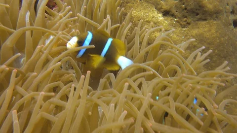 Fish swimming over the reef Stock Footage 100230466