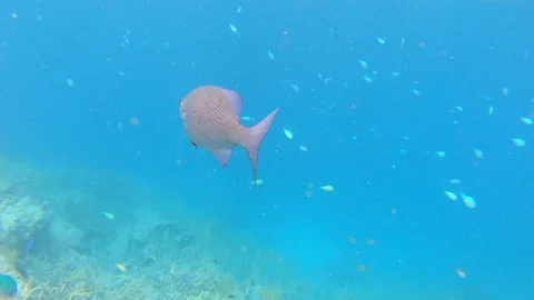 Fish swimming over the reef Stock Footage 100237061