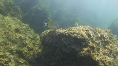 Fish swimming over rocks covered in marine algae in a clear ocean, showing Stock Footage 343486252