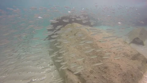 Fish swimming past Stock-Footage 311779452