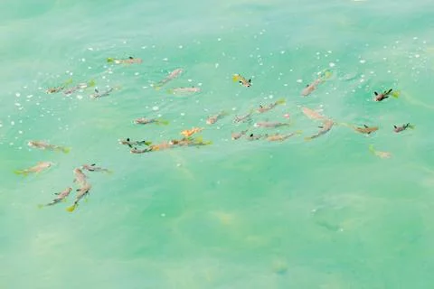 Fish swimming Stock Photos