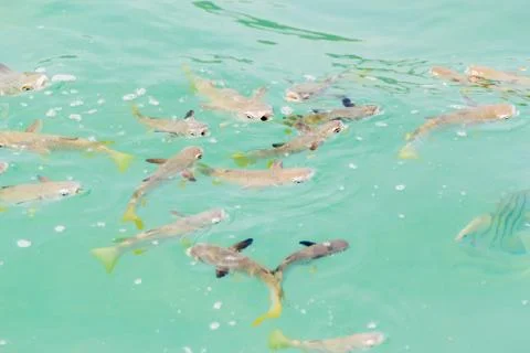Fish swimming Stock Photos
