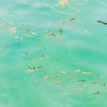 Fish swimming Stock Photos