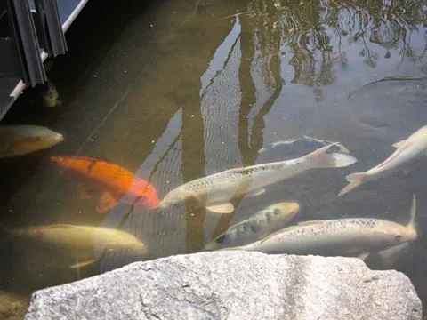 Fish swimming Stock Photos