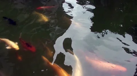 Fish swimming in a pond Stock Footage 8522284