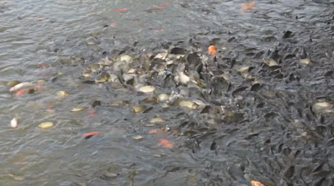 Fish swimming in the pond Video stock 30426044