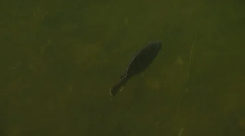 Fish swimming in pond Stock Footage 54592845