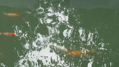 The fish swimming in the pond Stock Footage 70571856