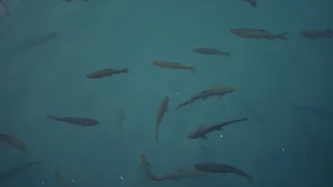Fish swimming in a pond Stock Footage 127274651
