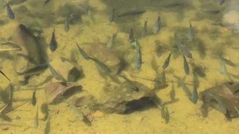 Fish Swimming in a Pond Stock Footage 139374880