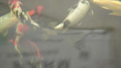 Fish swimming in the pond Stock Footage 263697907