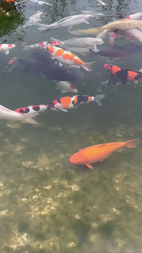 Fish swimming in pond Stock Footage 276621104
