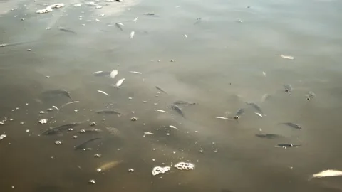 Fish Swimming in Pond Stock Footage 303419920
