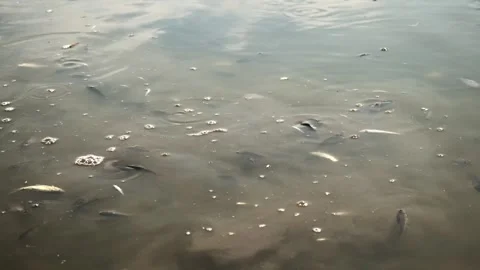 Fish Swimming in Pond Stock Footage 303420125
