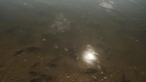 Fish Swimming in Pond Stock Footage 303421038