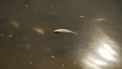 Fish Swimming in Pond Stock Footage 303421039