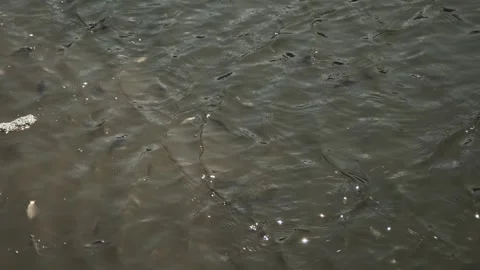 Fish Swimming in Pond Stock Footage 303421361