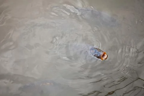 Fish swimming in a pond Stock Photos