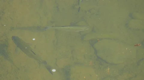 Fish swimming in river Stock Footage 62415962