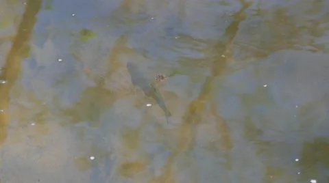 Fish swimming in river 스톡 동영상 62417094