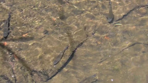 Fish is swimming in the river Stock Footage 71764475