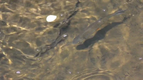 Fish is swimming in the river Stock Footage 71764820