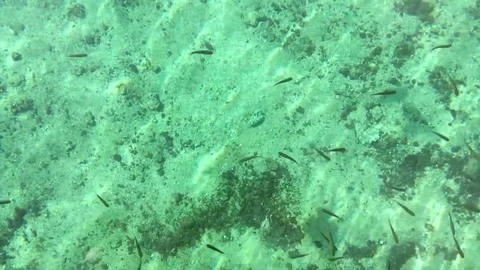 Fish swimming in the river Vídeo Stock 84806909