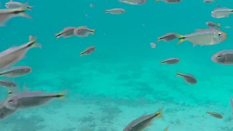 Fish swimming in the river Stock Footage 85073905