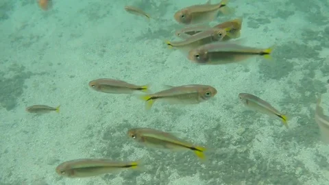 Fish swimming in the river Video stock 85073915