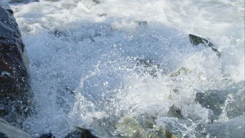 Fish swimming up river Stock Footage 113257035