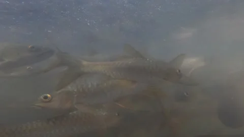 Fish swimming in the river Video stock 252958538