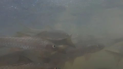 Fish swimming in the river Stock Footage 252958545