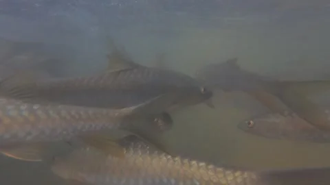 Fish swimming in the river Stock Footage 252958566