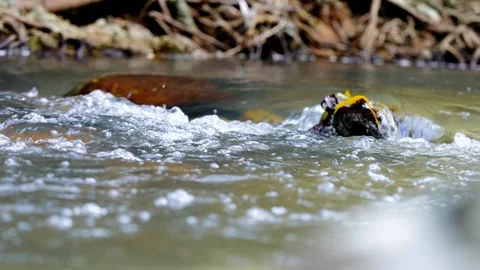 A fish is swimming in a river Video stock 278602843