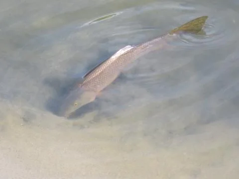 Fish swimming in the river sunbathing looking for food Stock Photos