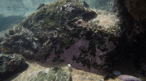 Fish swimming in rock pool Stock Footage 53265761