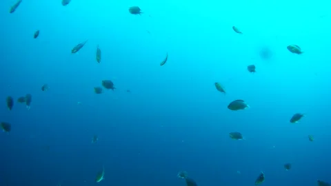 Fish swimming in the sea Stock-Footage 246787452