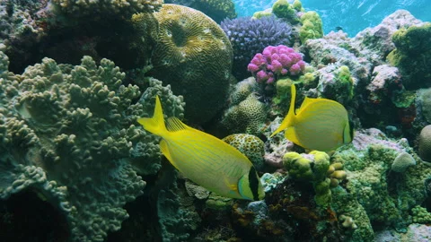 Fish swimming in shallow coral. Great Barrier Reef. Reefscape, Australia. Vidéo 152153161