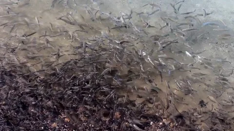 Fish swimming in shallows on edge of beach Stock Footage 84256359
