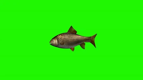Fish swimming slow -3 different views - green screen Vidéo 47472292