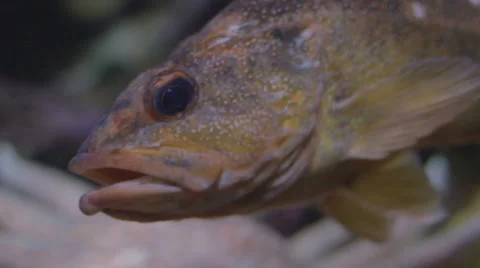 Fish Swimming in Slow Motion Vídeos de archivo 68062189
