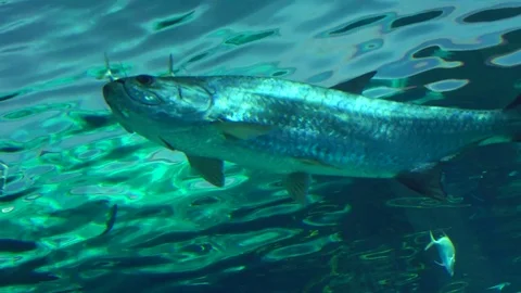 Fish Swimming Slow Motion Stock Footage 82877874