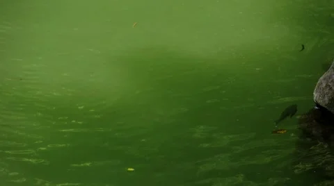 Fish swimming in a small lake Stock Footage 68807129