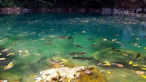 Fish swimming in the standing pool Stock Footage 72941140